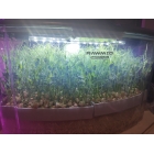 Микроферма RAWMID Dream Sprouter SDM-02 (проращиватель и выращиватель)