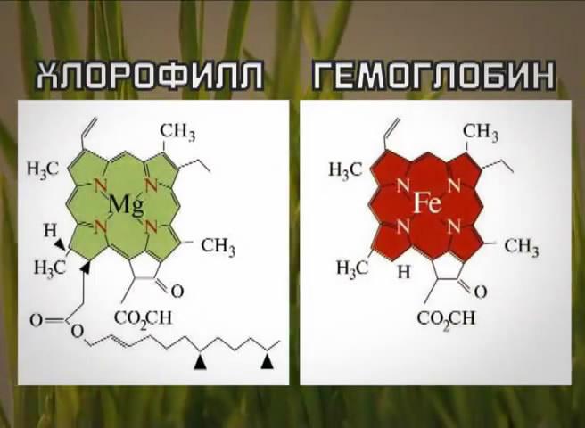 хлорофил и гемоглобин содержатся в веганском меню